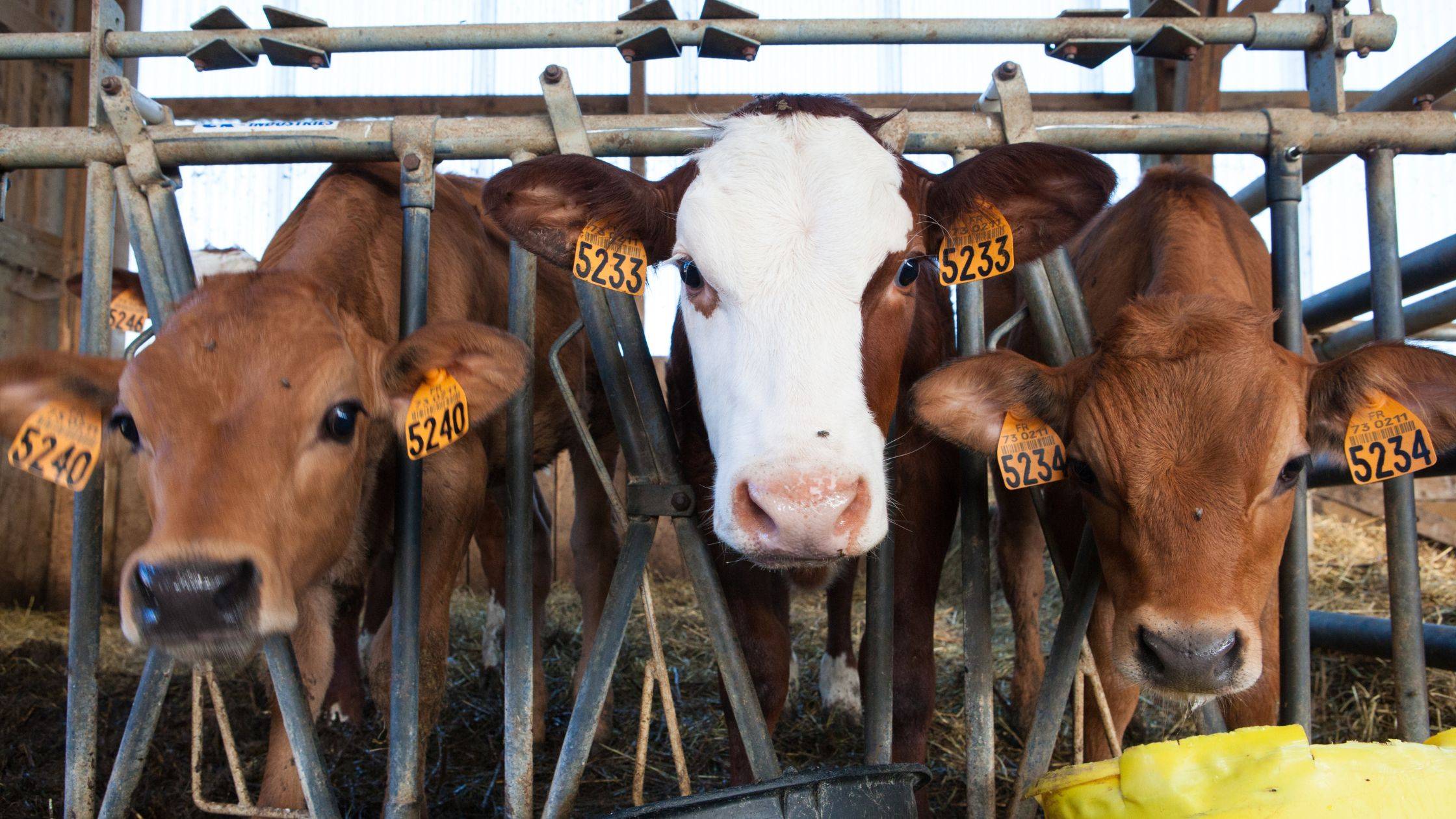 Cattle-Export-1-3